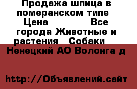 Продажа шпица в померанском типе › Цена ­ 20 000 - Все города Животные и растения » Собаки   . Ненецкий АО,Волонга д.